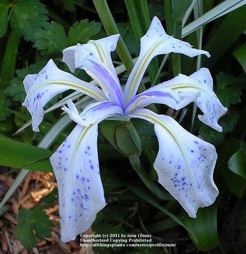 Photo of Species Iris (Iris laevigata 'Mottled Beauty') uploaded by zuzu