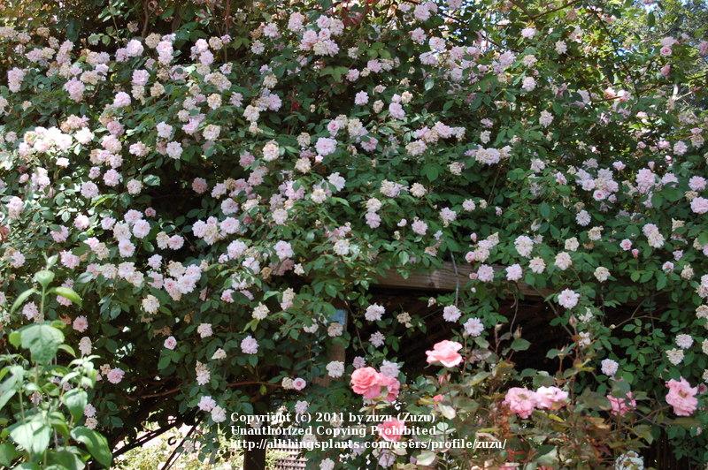 Photo of Climbing Polyantha Rose (Rosa 'Cecile Brunner, Cl.') uploaded by zuzu