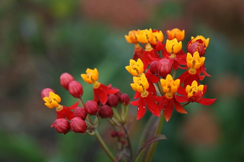 Photo of Tropical Milkweed (Asclepias curassavica) uploaded by Calif_Sue
