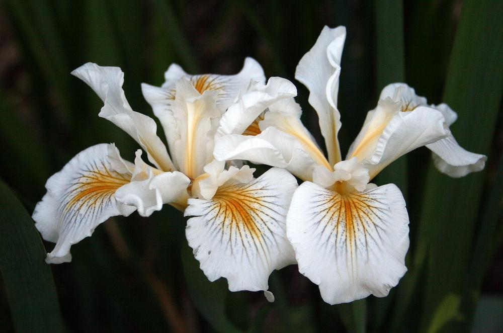 Photo of Pacific Coast Iris (Iris 'Canyon Snow') uploaded by Calif_Sue