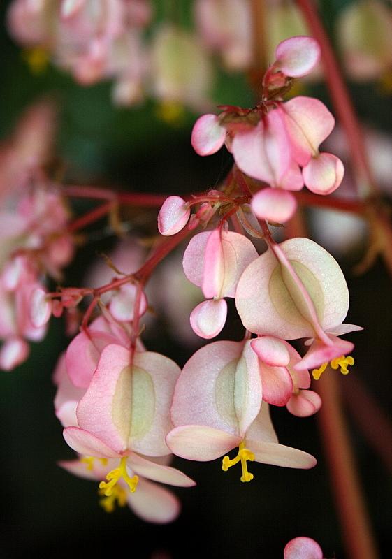 Photo of Begonias (Begonia) uploaded by Calif_Sue