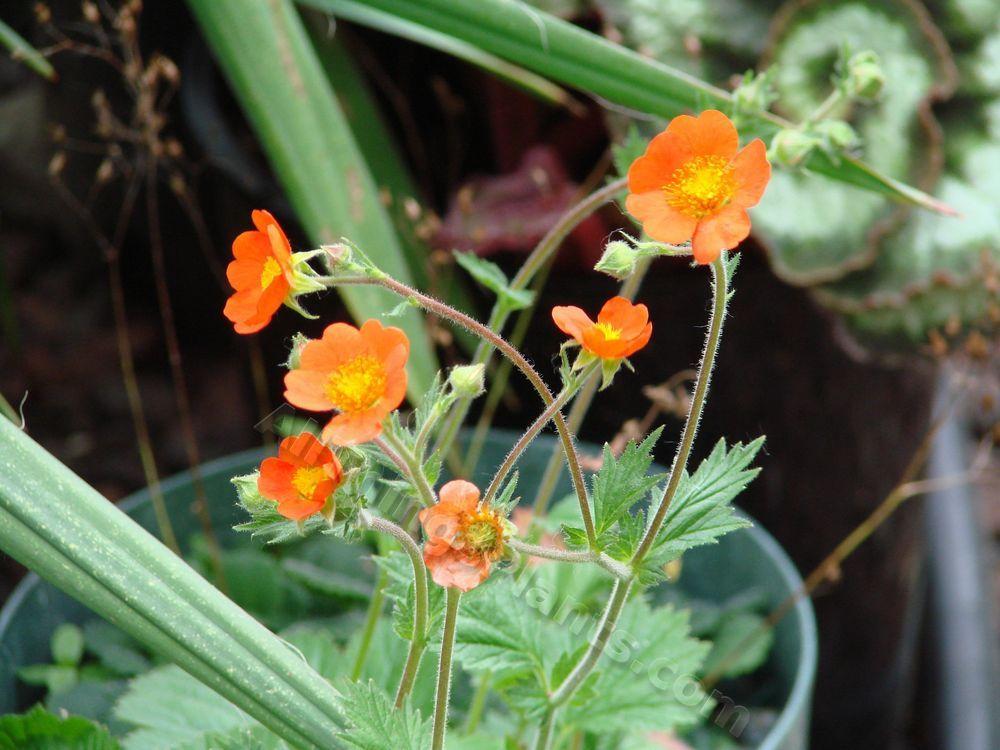Photo of Avens (Geum coccineum 'Cooky') uploaded by Joy