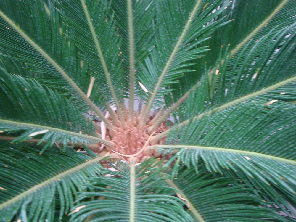 Photo of Sago Palm (Cycas revoluta) uploaded by Paul2032