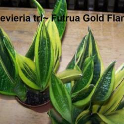 Location: Pittsburgh, Pa. 
Date: Aug. 2011
Sansevieria tri~Gold Flame