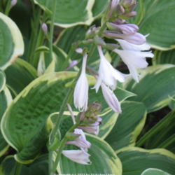 Location: Ottawa, ON
Date: 2011-07-15
'Fortunei Aureomarginata' bloom