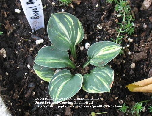 Photo of Hosta 'Royal Mouse Ears' uploaded by ViolaAnn