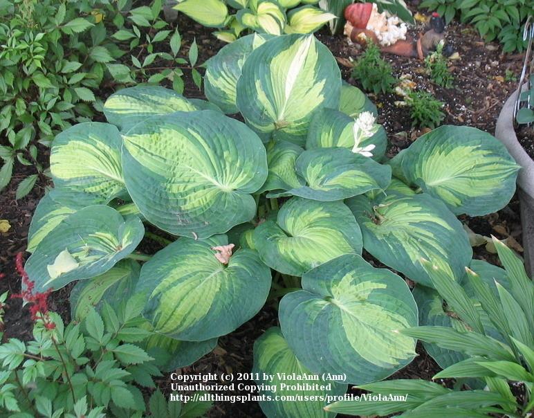Photo of Hosta 'Great Expectations' uploaded by ViolaAnn