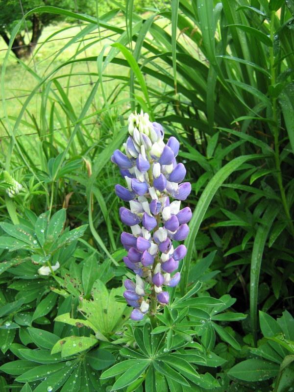 Photo of Russell Lupine (Lupinus regalis) uploaded by gardengus