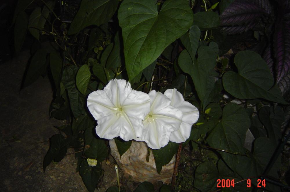 Photo of Moonflower (Ipomoea alba) uploaded by jmorth