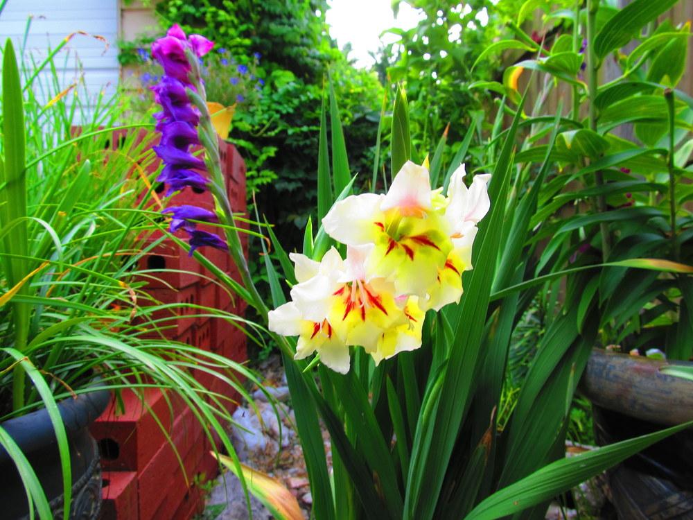 Photo of Hybrid Gladiola (Gladiolus 'Flevo Smile') uploaded by jmorth