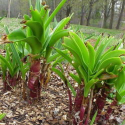Location: North Carolina, USA. USDA zone 7b.
Date: March 31, 2007
Plants beginning their season. These plants were protected with a