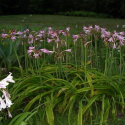 Location: North Carolina, USA
Date: June 27, 2008
Although the flowers are small compared to other Crinums, a large