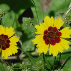 Location: Northeastern, Texas - near the pond
Date: June, 2010
Blooms in June, each one has its own personality