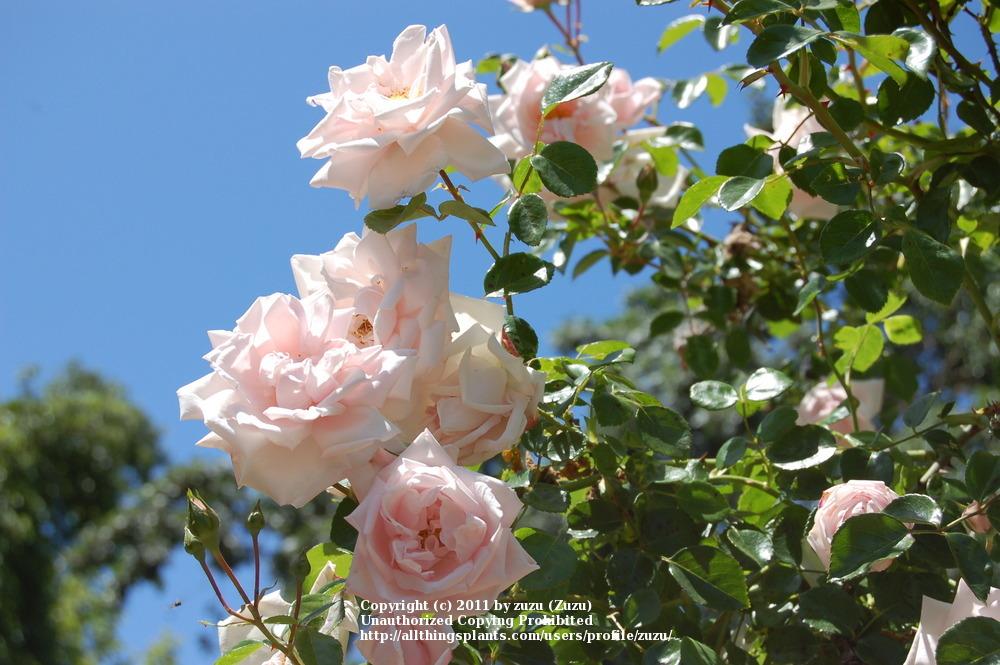 Photo of Rose (Rosa 'New Dawn') uploaded by zuzu