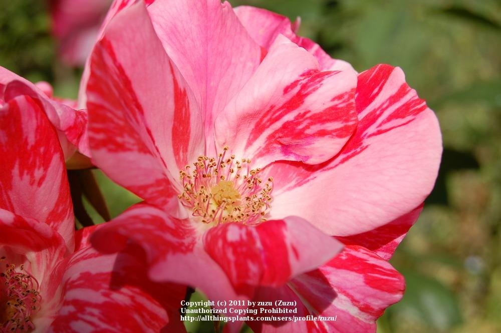 Photo of Rose (Rosa 'Festival Fanfare') uploaded by zuzu