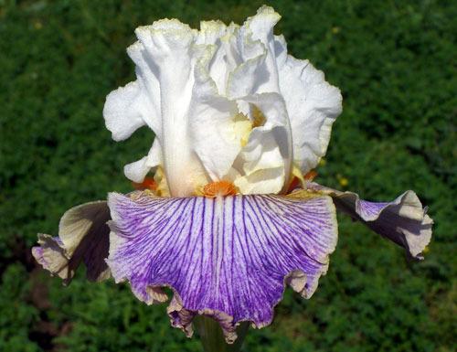 Photo of Tall Bearded Iris (Iris 'Magic Happens') uploaded by Calif_Sue