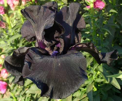Photo of Tall Bearded Iris (Iris 'Black Suited') uploaded by Calif_Sue