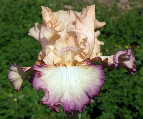 Photo of Tall Bearded Iris (Iris 'Comfortable') uploaded by Calif_Sue