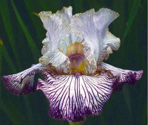 Photo of Tall Bearded Iris (Iris 'Piccadilly Circus') uploaded by Calif_Sue