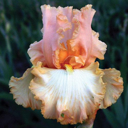 Photo of Tall Bearded Iris (Iris 'Barbara My Love') uploaded by Calif_Sue