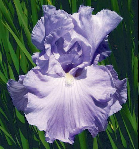Photo of Tall Bearded Iris (Iris 'Bay Front') uploaded by Calif_Sue