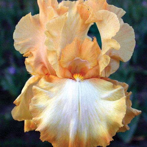 Photo of Tall Bearded Iris (Iris 'Amber Amulet') uploaded by Calif_Sue