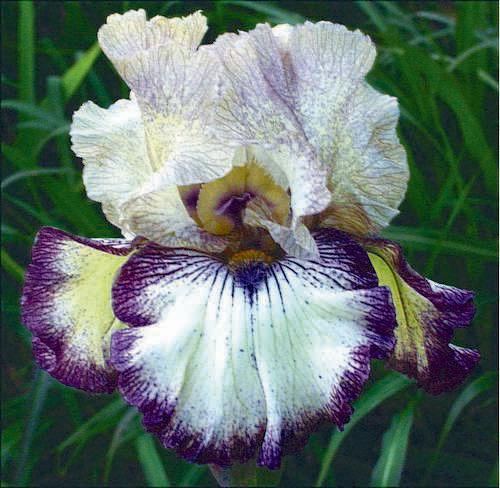 Photo of Tall Bearded Iris (Iris 'Renewal') uploaded by Calif_Sue