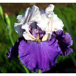 Photo of Tall Bearded Iris (Iris 'Bolder Boulder') uploaded by Calif_Sue