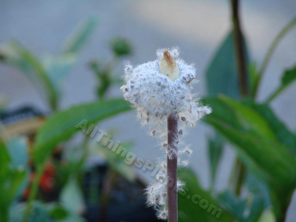Photo of Grecian Windflower (Anemone coronaria 'Lord Lieutenant') uploaded by Joy