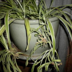Location: Home
Date: 2011-11-22
Stolons forming new plants with roots and shoots