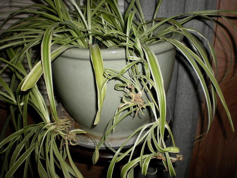Photo of Spider Plant (Chlorophytum comosum 'Variegatum') uploaded by SongofJoy