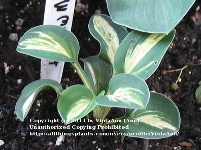 Photo of Hosta 'Snow Mouse' uploaded by ViolaAnn
