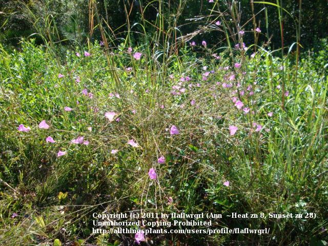 Photo of Pink Evening Primrose (Oenothera speciosa) uploaded by flaflwrgrl