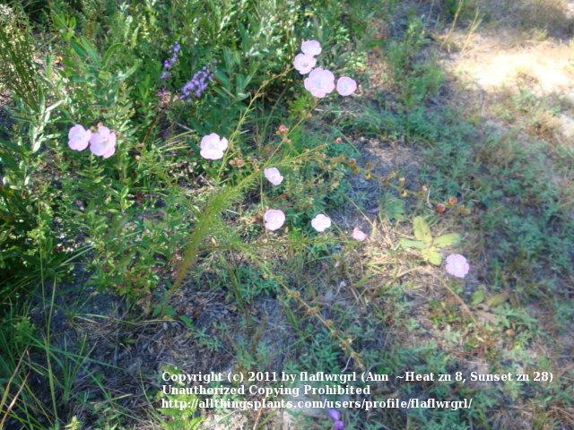 Photo of Pink Evening Primrose (Oenothera speciosa) uploaded by flaflwrgrl