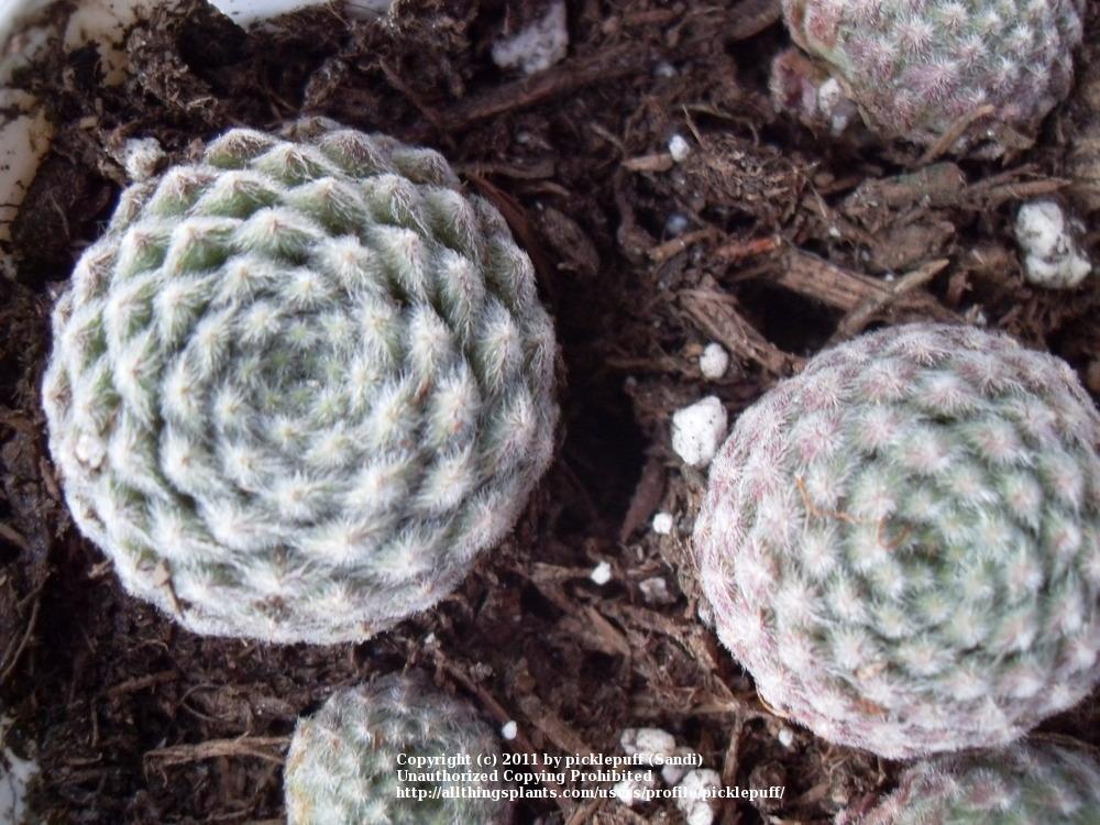 Photo of Hen and Chicks (Sempervivum 'Pacific Grace') uploaded by picklepuff