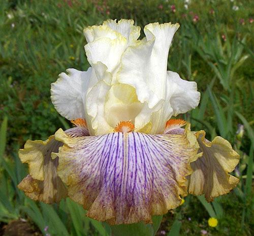 Photo of Border Bearded Iris (Iris 'Neuline') uploaded by Calif_Sue