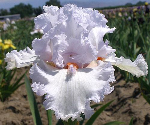 Photo of Tall Bearded Iris (Iris 'Vanilla Frappé') uploaded by Calif_Sue