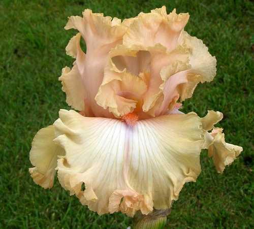 Photo of Tall Bearded Iris (Iris 'Sweet Latté') uploaded by Calif_Sue