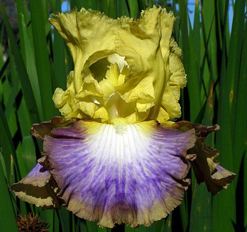 Photo of Tall Bearded Iris (Iris 'Definition') uploaded by Calif_Sue
