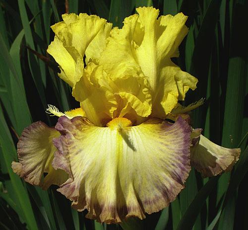 Photo of Tall Bearded Iris (Iris 'Sunset Punch') uploaded by Calif_Sue