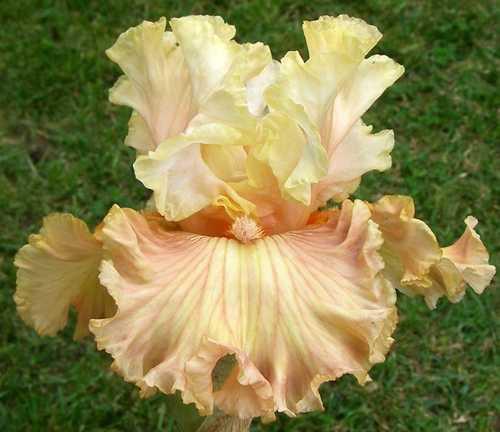 Photo of Tall Bearded Iris (Iris 'Australian Rosé') uploaded by Calif_Sue