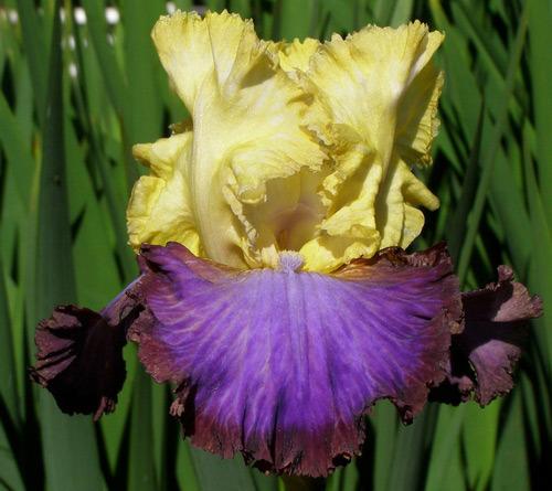 Photo of Tall Bearded Iris (Iris 'Adventurous') uploaded by Calif_Sue