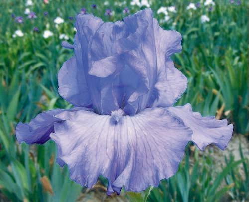 Photo of Tall Bearded Iris (Iris 'Spring Wings') uploaded by Calif_Sue