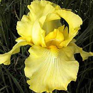 Photo of Tall Bearded Iris (Iris 'Harvest of Memories') uploaded by Calif_Sue