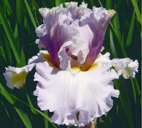 Photo of Border Bearded Iris (Iris 'Below Radar') uploaded by Calif_Sue