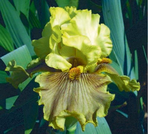 Photo of Tall Bearded Iris (Iris 'Return to Bayberry') uploaded by Calif_Sue