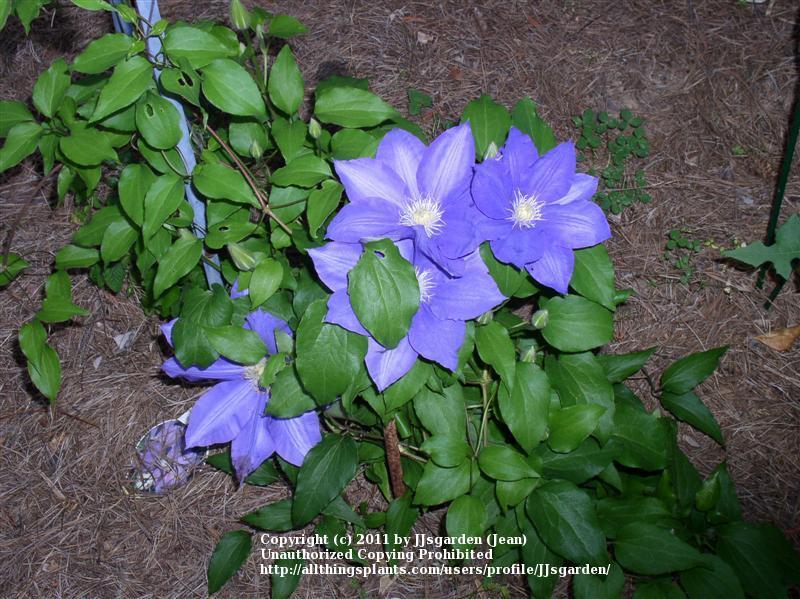 Photo of Clematis 'H.F. Young' uploaded by JJsgarden
