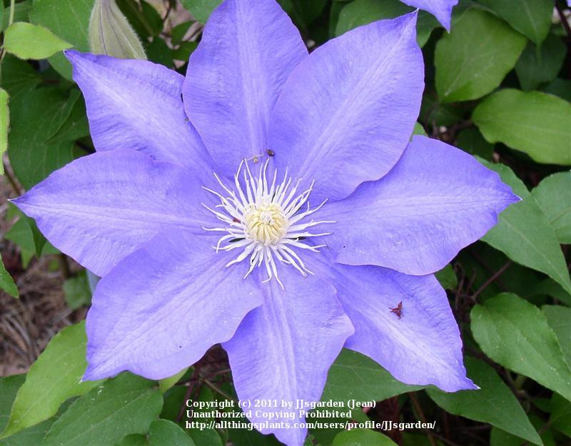 Photo of Clematis 'H.F. Young' uploaded by JJsgarden
