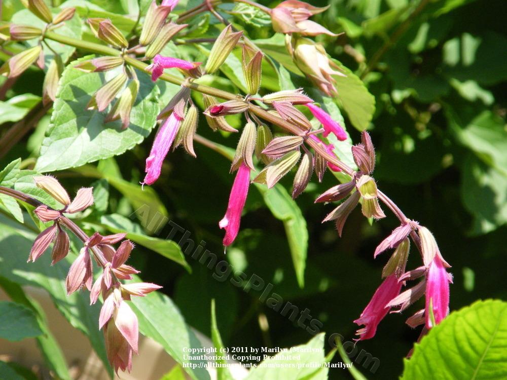 Photo of Salvia 'Wendy's Wish' uploaded by Marilyn