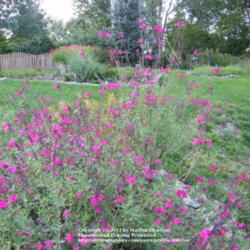 Location: My garden in Kentucky
Date: 2011-10-24